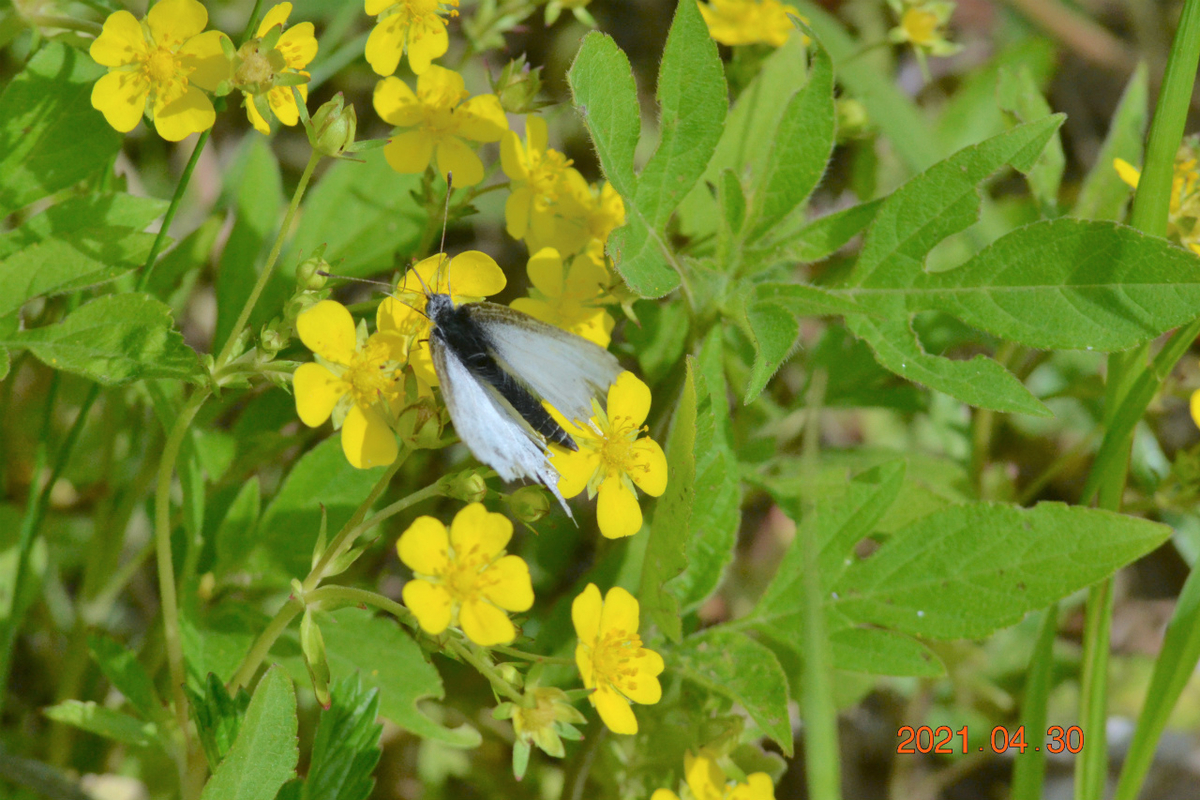 f:id:masatdm1951:20210430165940j:plain