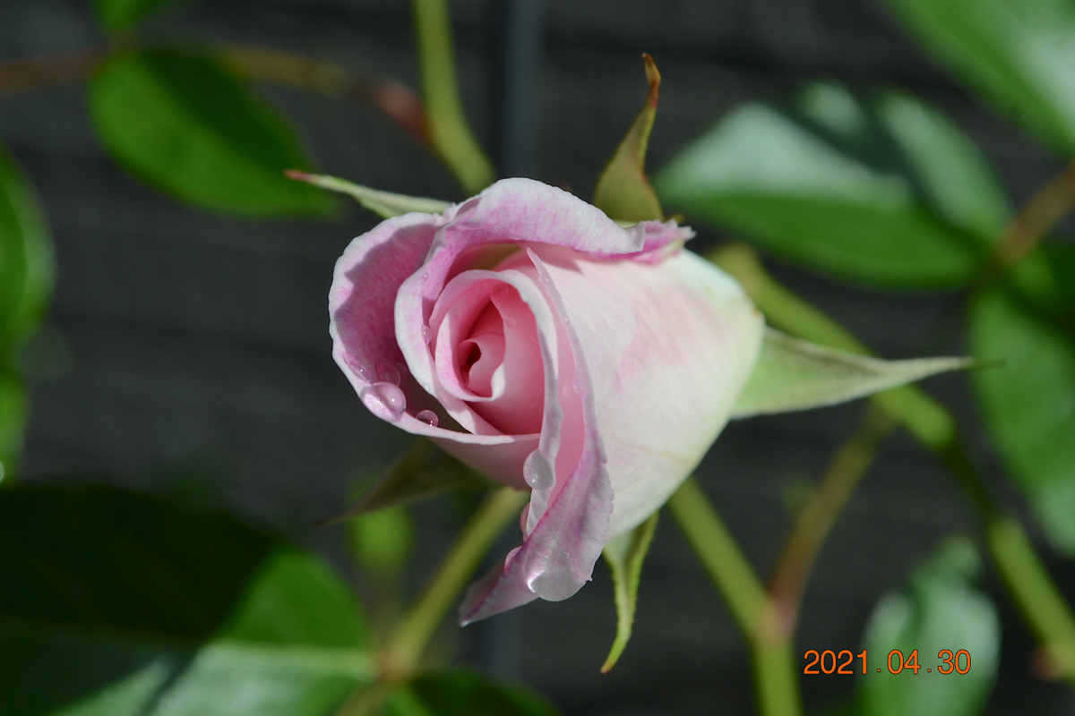 f:id:masatdm1951:20210430170037j:plain