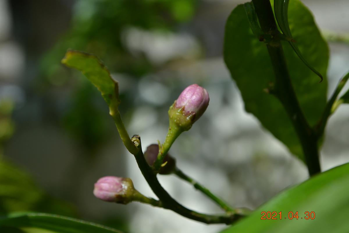 f:id:masatdm1951:20210430170052j:plain