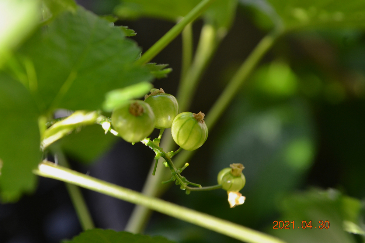 f:id:masatdm1951:20210430170103j:plain