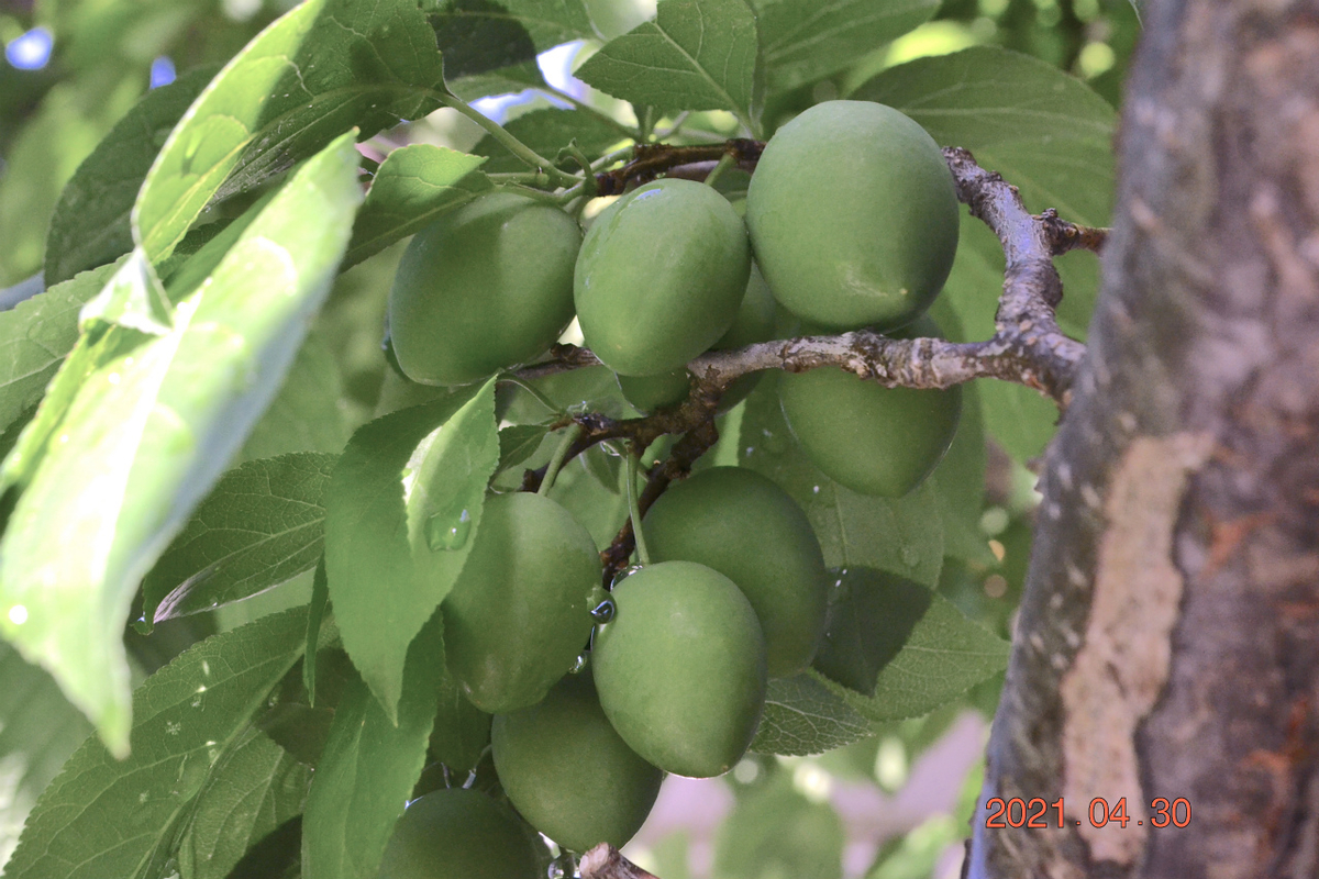 f:id:masatdm1951:20210430170128j:plain