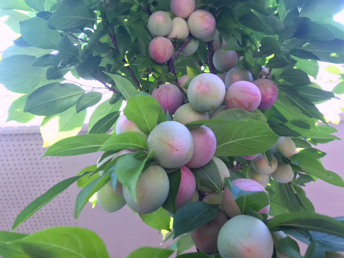 f:id:masatdm1951:20210616223802j:plain