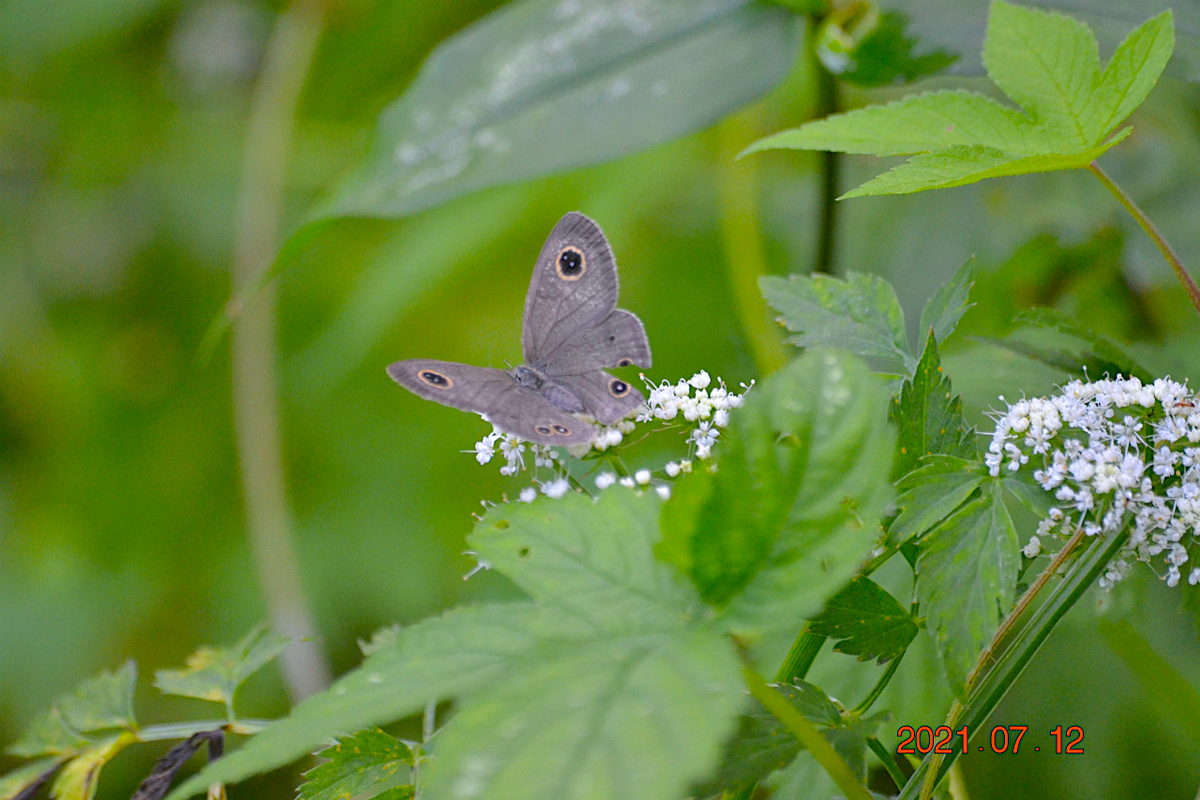 f:id:masatdm1951:20210712214534j:plain