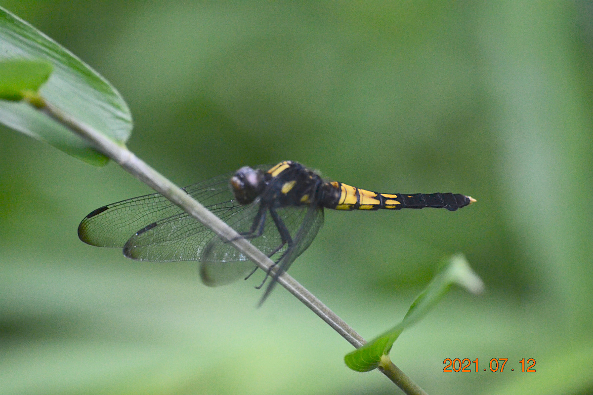 f:id:masatdm1951:20210712214543j:plain