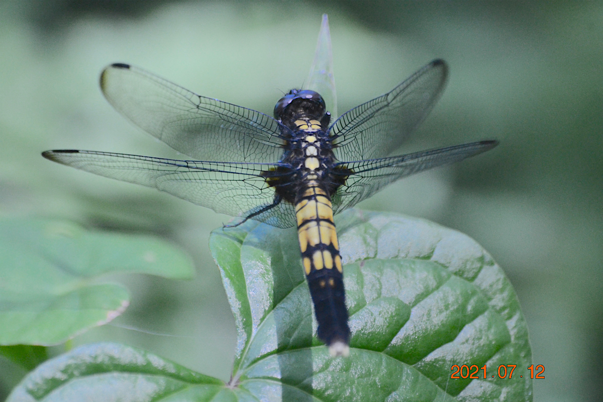 f:id:masatdm1951:20210712214554j:plain