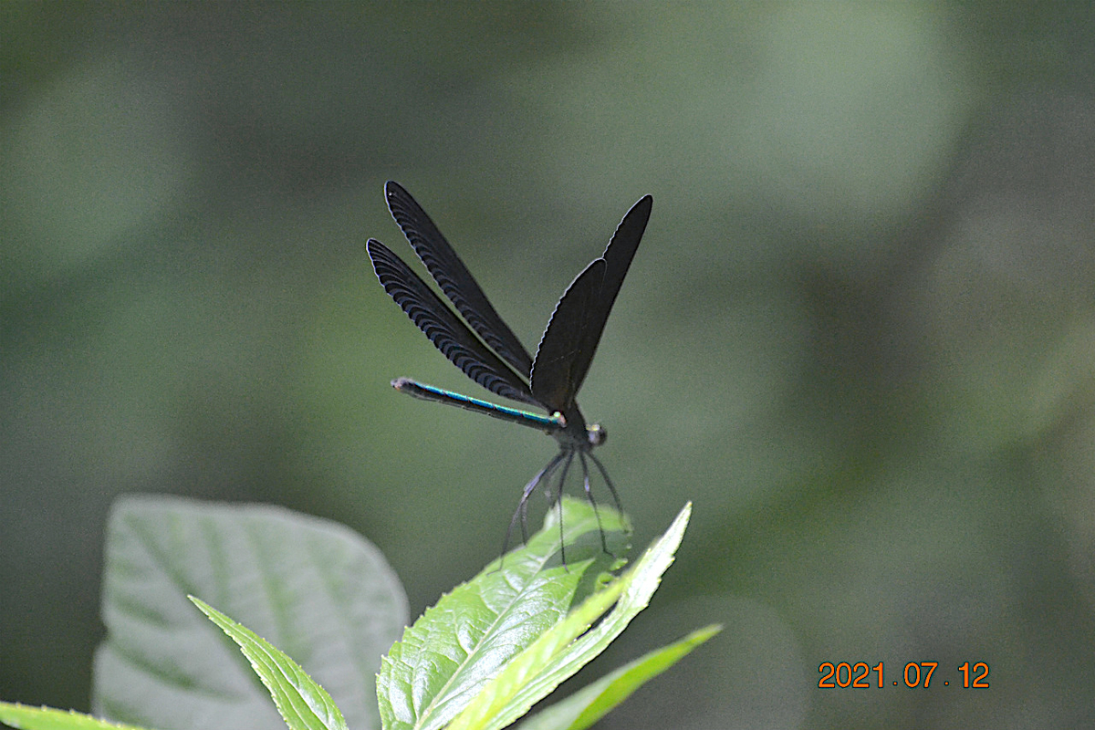 f:id:masatdm1951:20210712214609j:plain