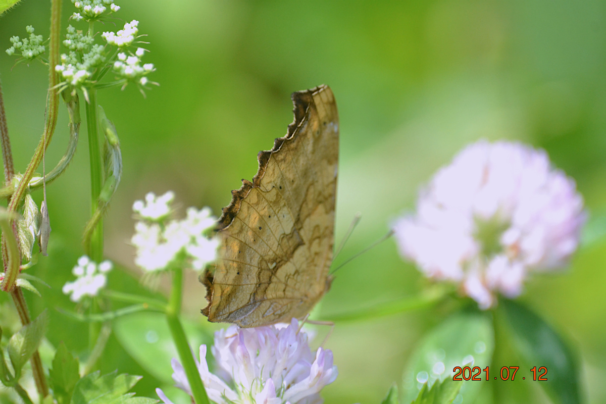 f:id:masatdm1951:20210712214628j:plain