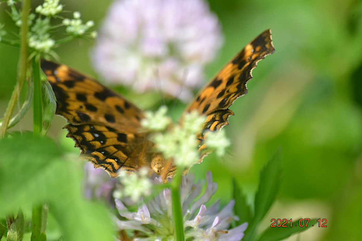 f:id:masatdm1951:20210712214635j:plain