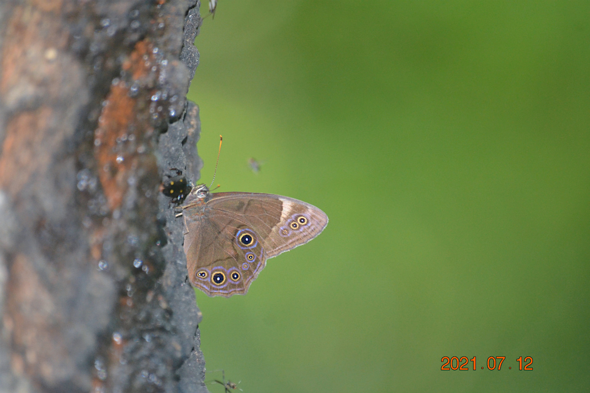 f:id:masatdm1951:20210712214643j:plain