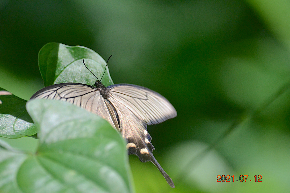 f:id:masatdm1951:20210712214704j:plain