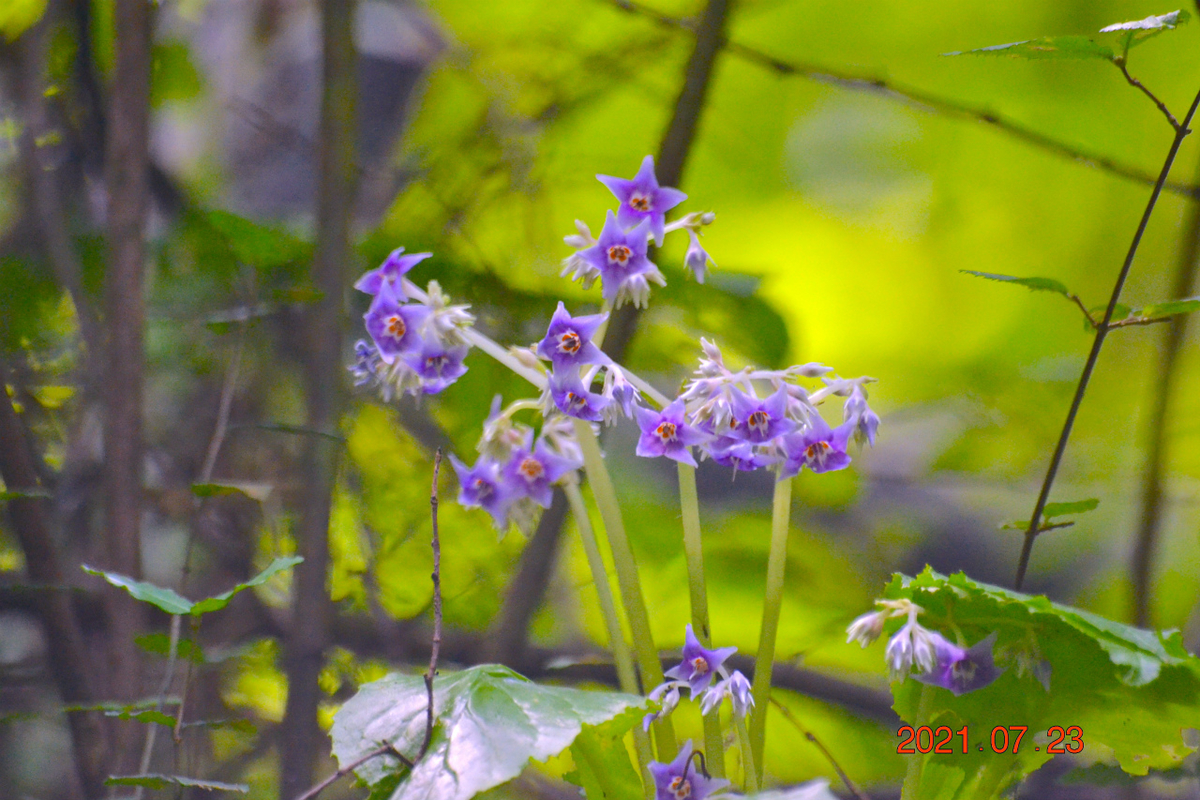 f:id:masatdm1951:20210724205948j:plain