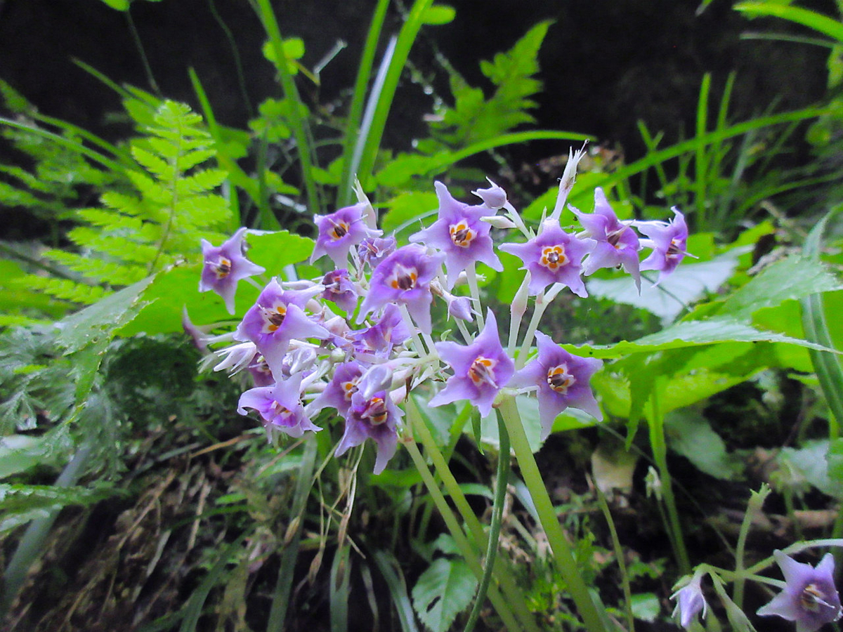 f:id:masatdm1951:20210724210100j:plain