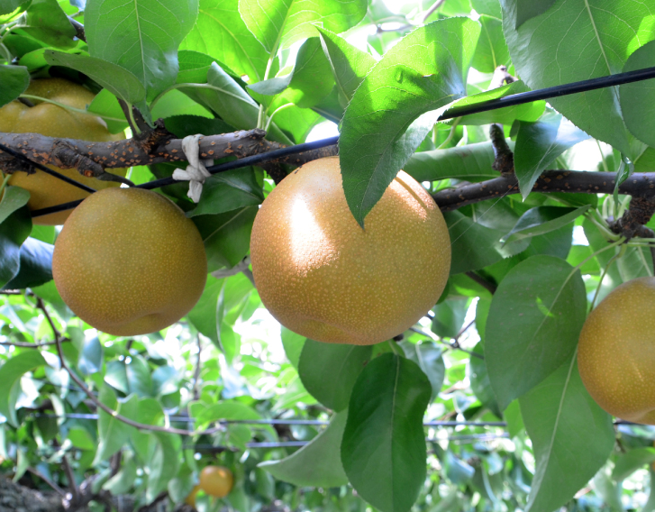 f:id:masatdm1951:20210810223211p:plain