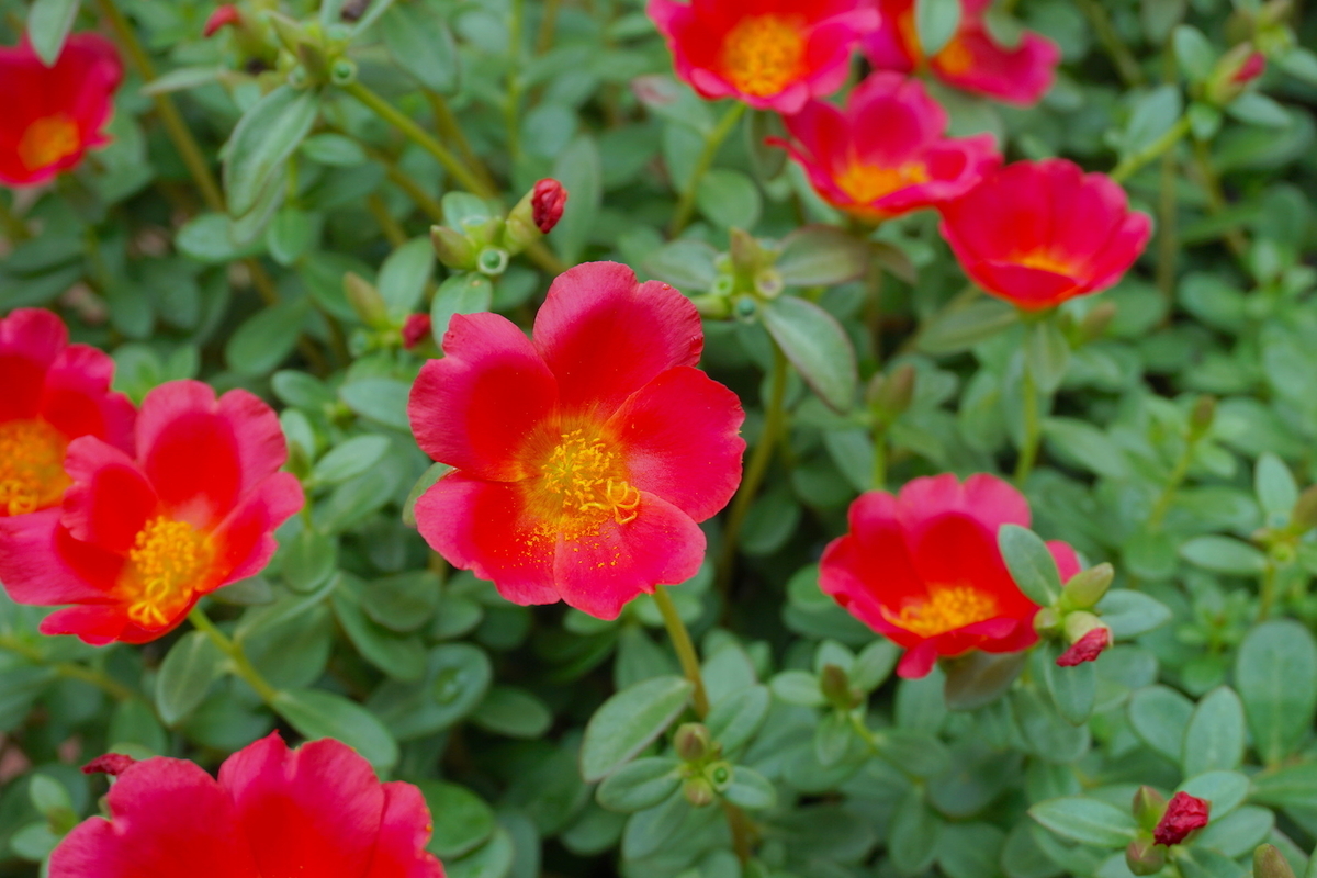 f:id:masatdm1951:20210812132422j:plain