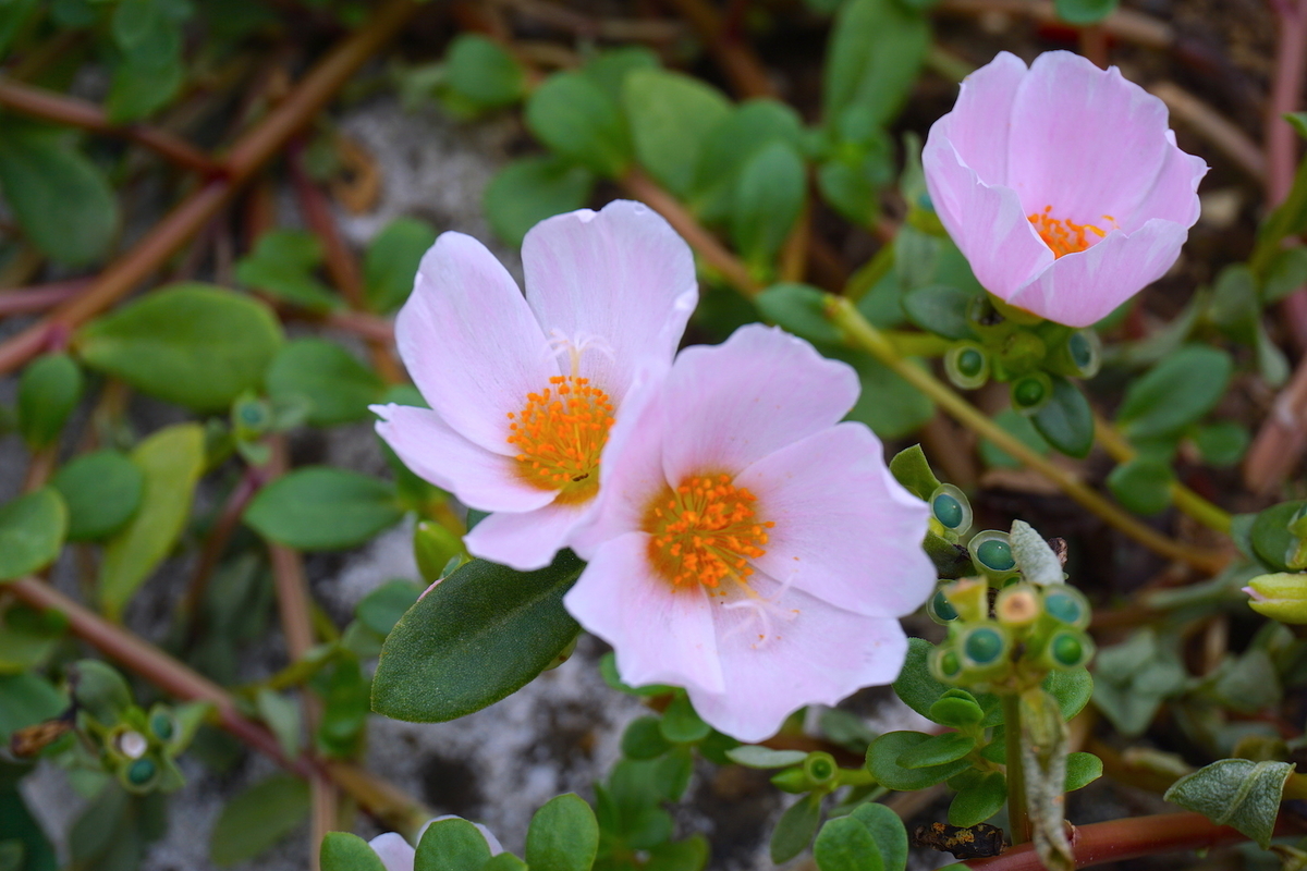 f:id:masatdm1951:20210812132632j:plain