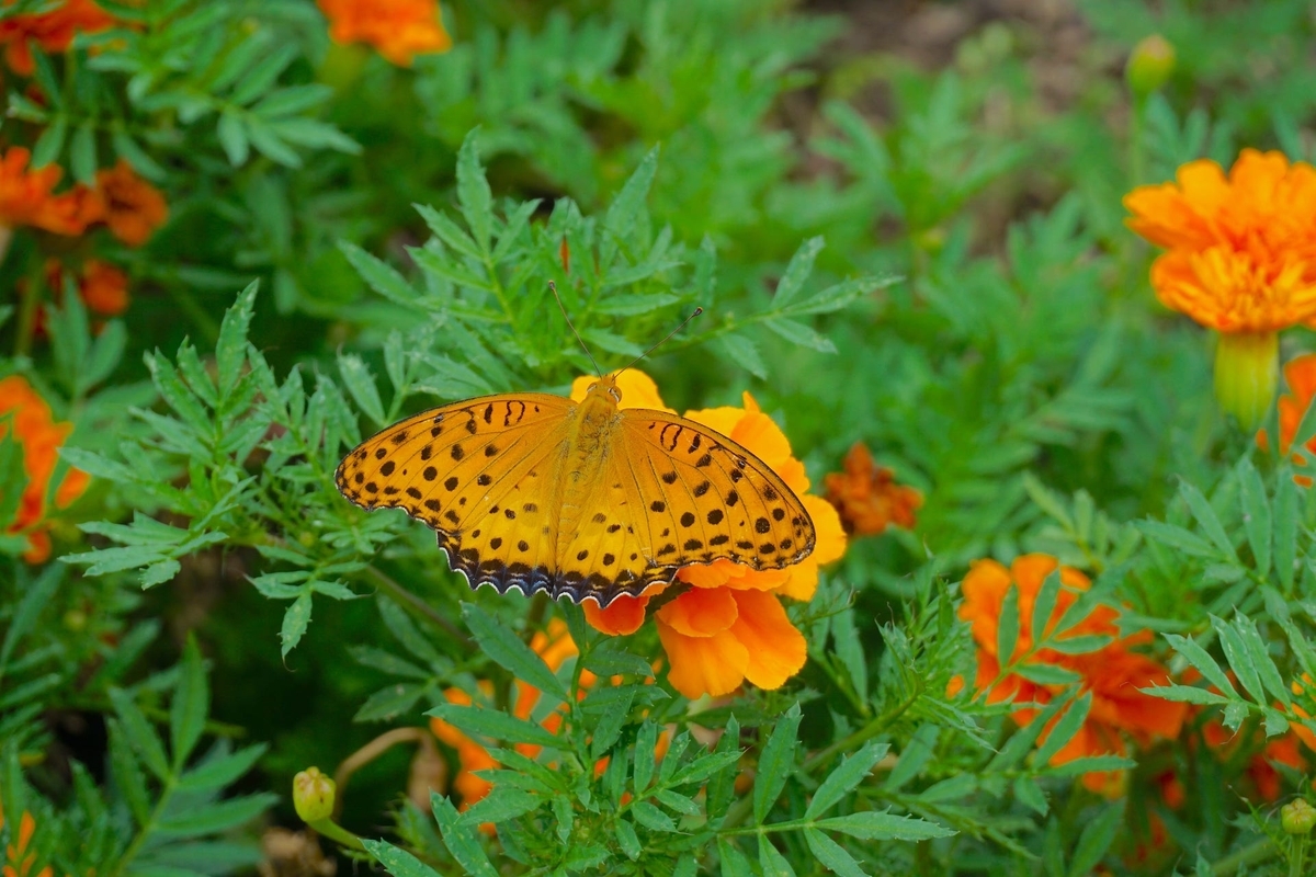 f:id:masatdm1951:20210814092111j:plain