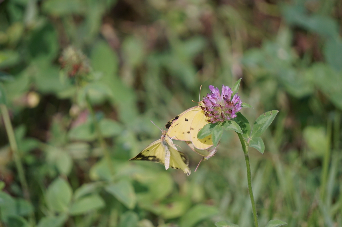 f:id:masatdm1951:20210819095848j:plain