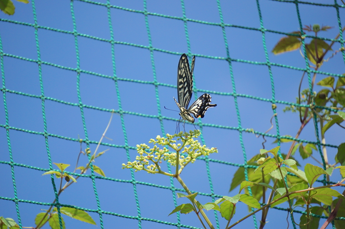 f:id:masatdm1951:20210819100407j:plain