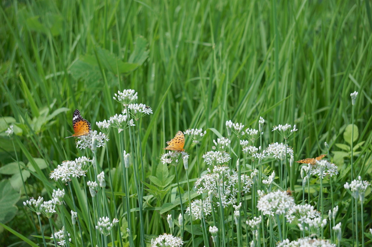 f:id:masatdm1951:20210819100805j:plain