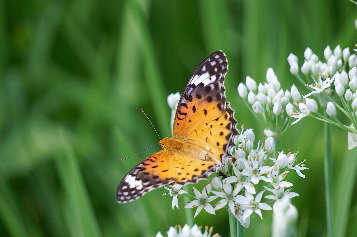 f:id:masatdm1951:20210819100811j:plain