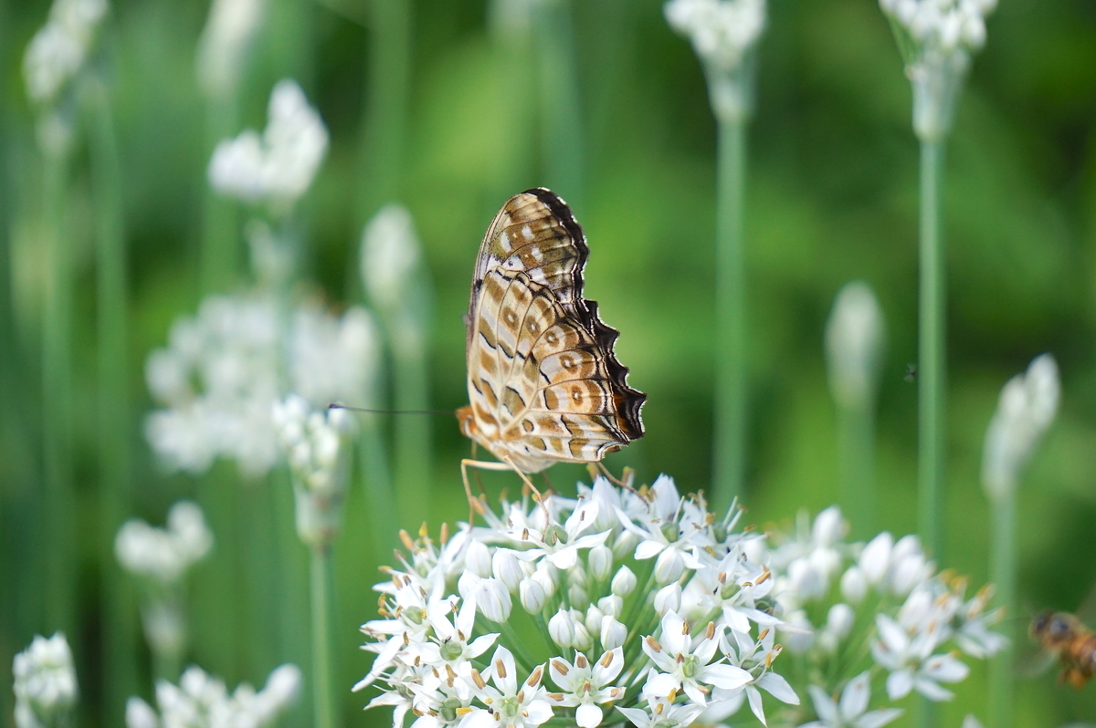 f:id:masatdm1951:20210819100835j:plain