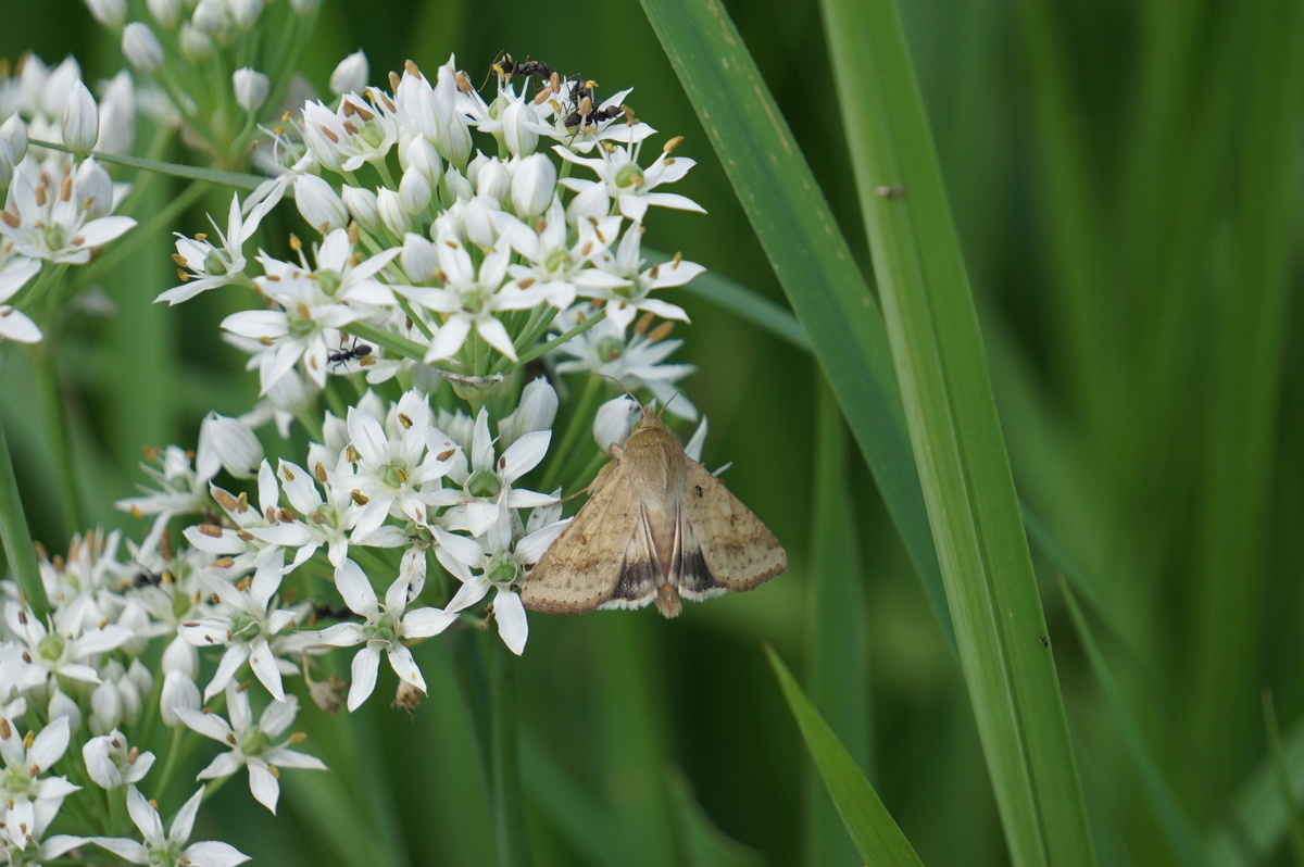 f:id:masatdm1951:20210819100959j:plain