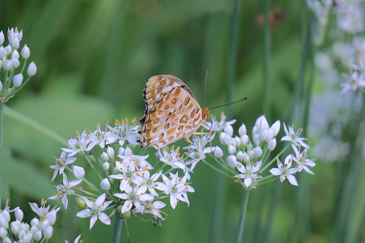 f:id:masatdm1951:20210819101218j:plain