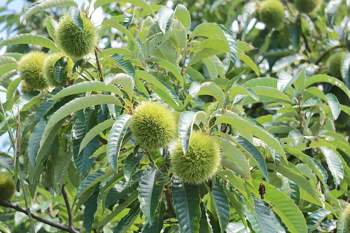 f:id:masatdm1951:20210819101813j:plain