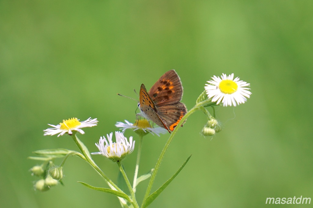 f:id:masatdm1951:20210819112038j:plain