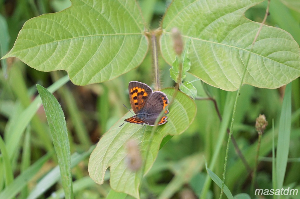 f:id:masatdm1951:20210819112534j:plain