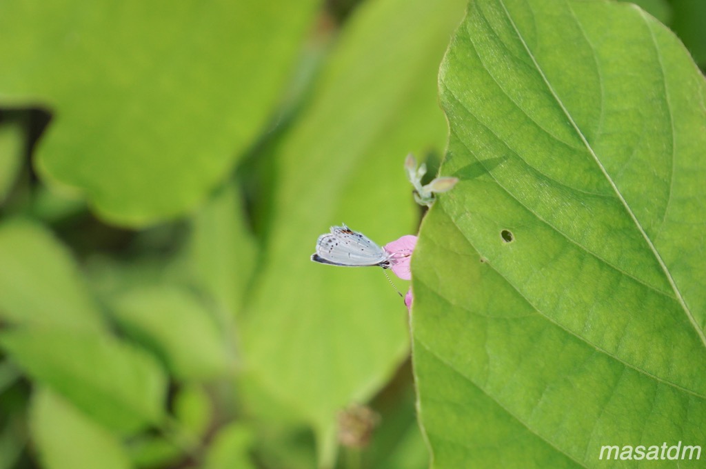 f:id:masatdm1951:20210819112859j:plain