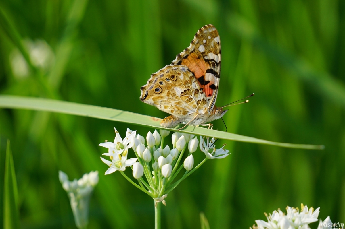 f:id:masatdm1951:20210827163609j:plain