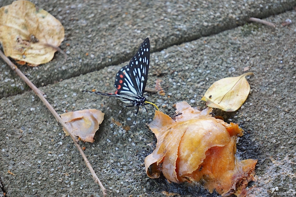 f:id:masatdm1951:20210831221529j:plain