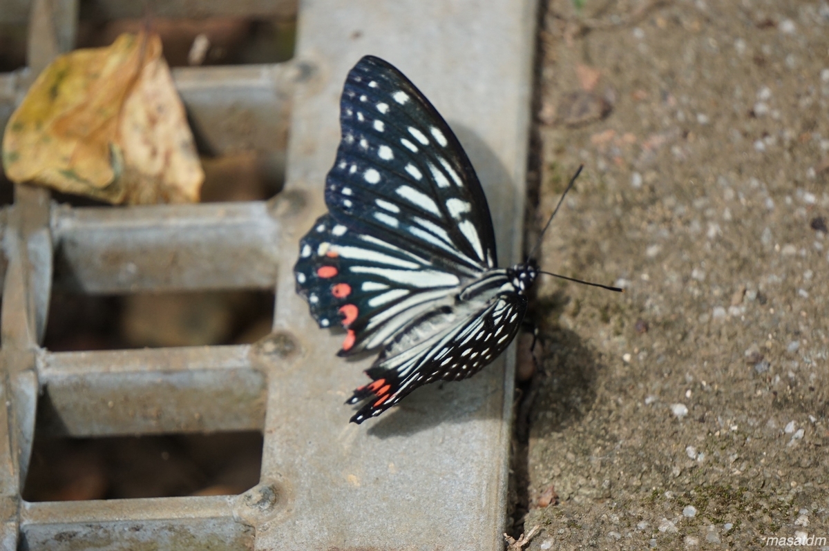 f:id:masatdm1951:20210831221712j:plain