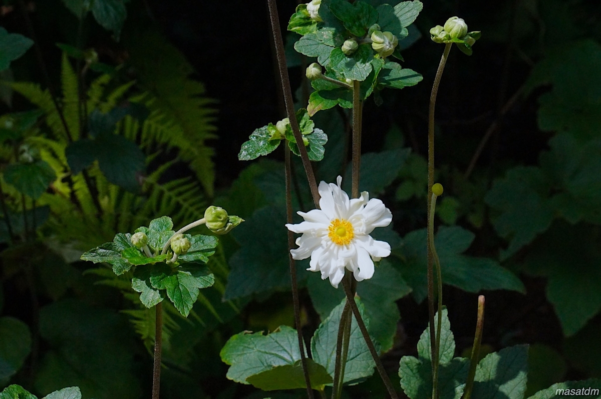 f:id:masatdm1951:20210831222205j:plain