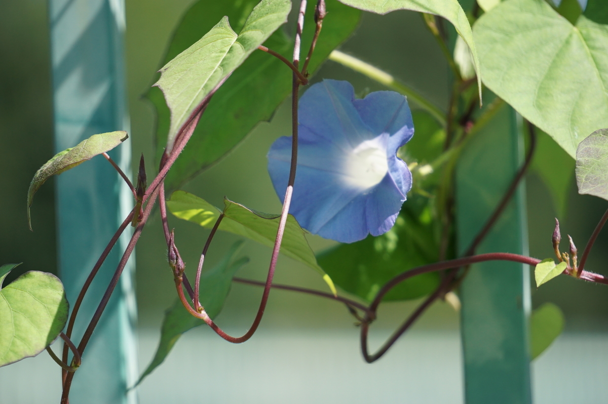 f:id:masatdm1951:20210910102401j:plain