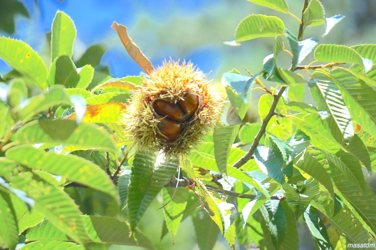 f:id:masatdm1951:20210911160159j:plain