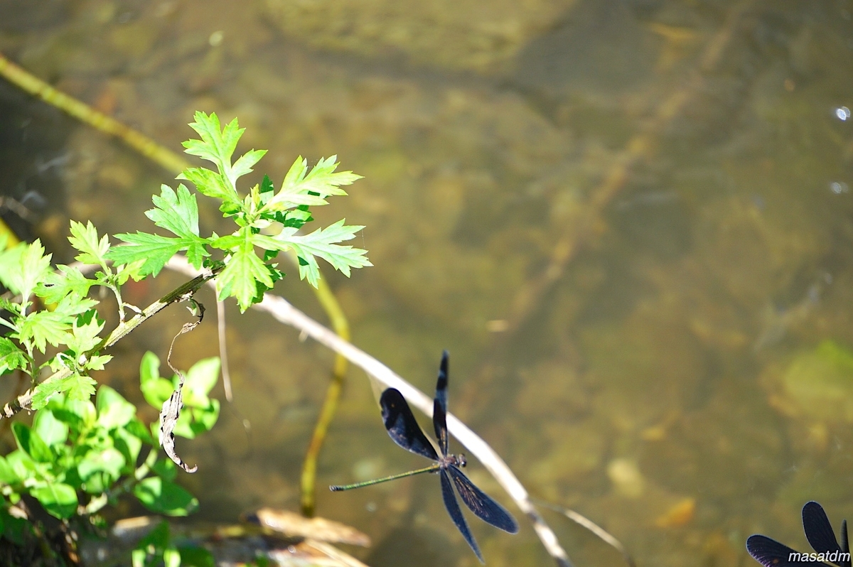 f:id:masatdm1951:20210911161252j:plain