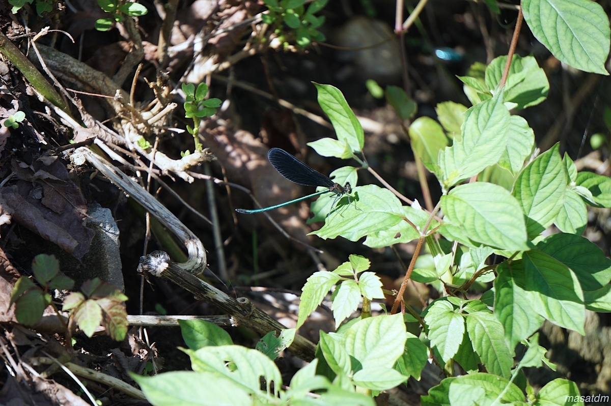 f:id:masatdm1951:20210911161332j:plain