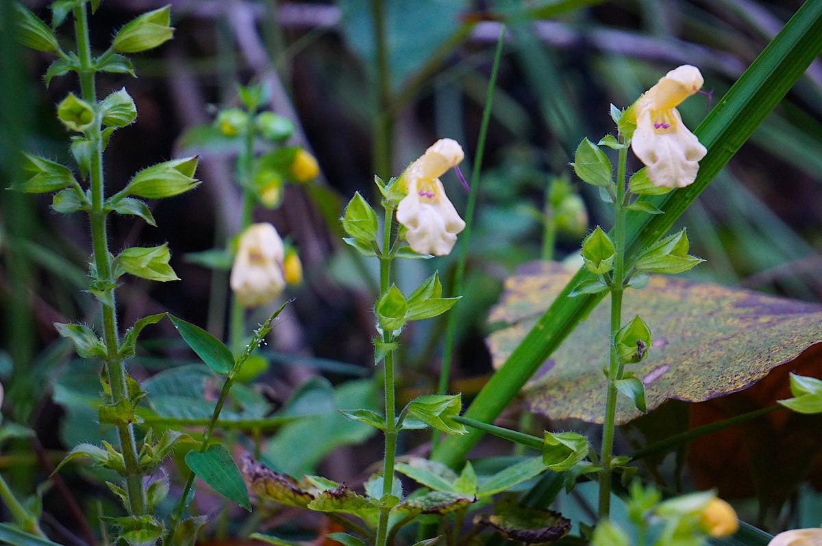 f:id:masatdm1951:20210927090417j:plain