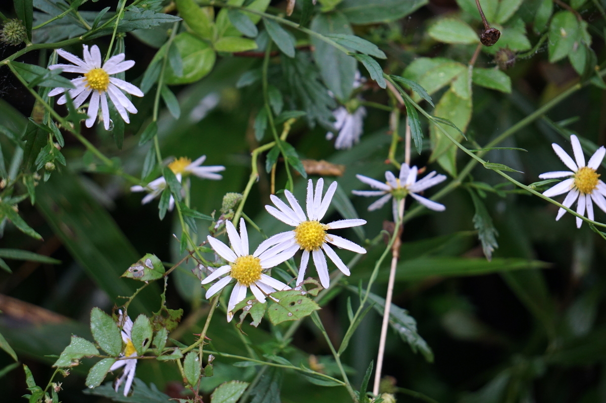 f:id:masatdm1951:20210927091527j:plain