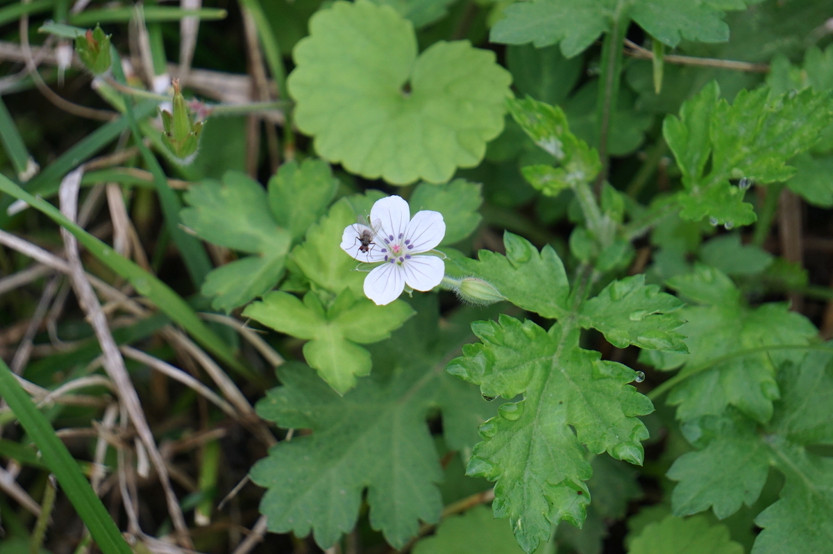 f:id:masatdm1951:20210927094019j:plain