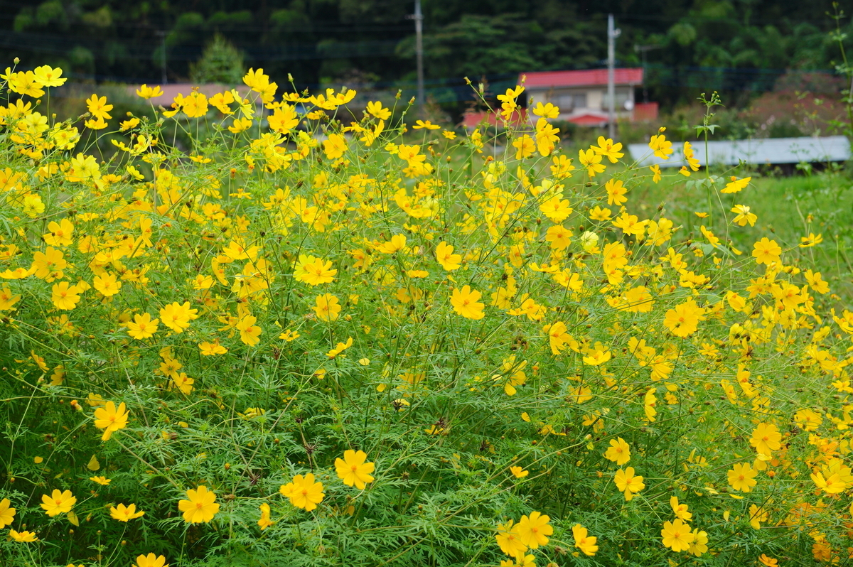 f:id:masatdm1951:20210927100946j:plain