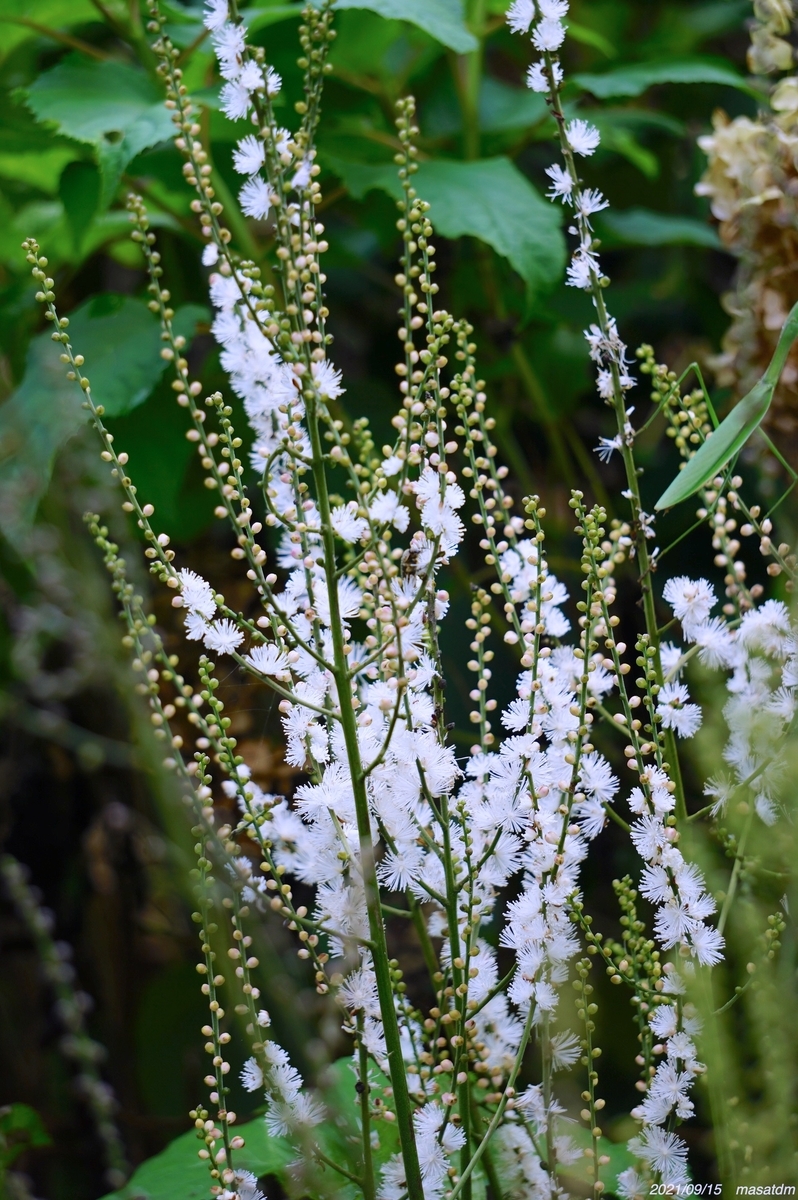 f:id:masatdm1951:20210927202158j:plain