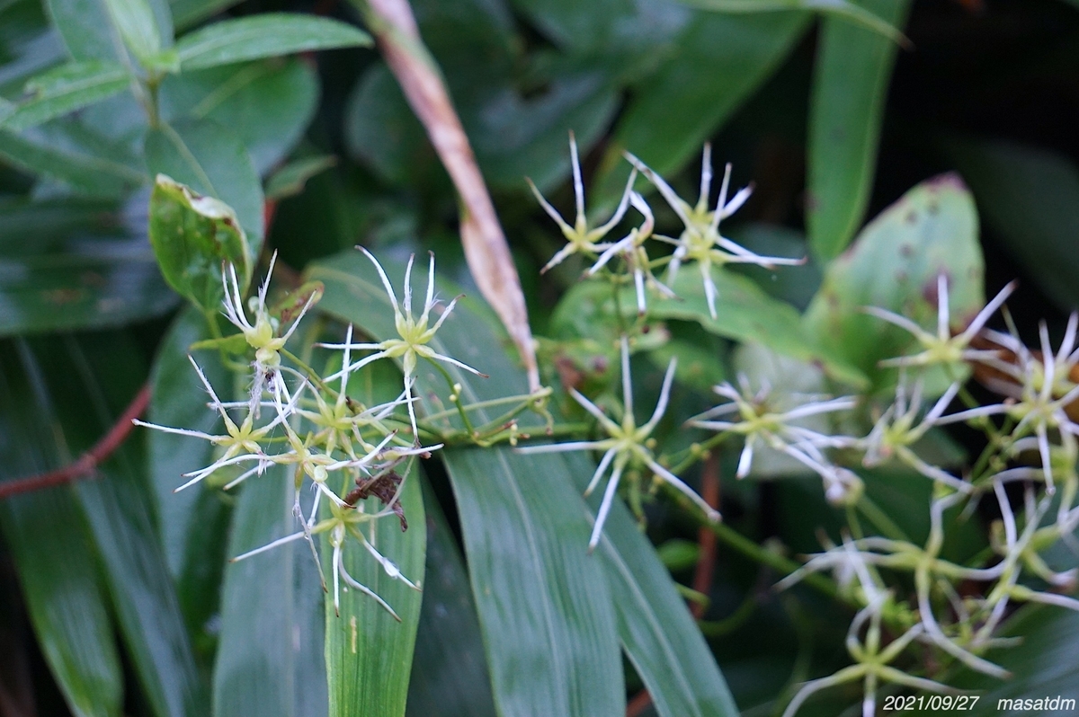 f:id:masatdm1951:20210927202756j:plain