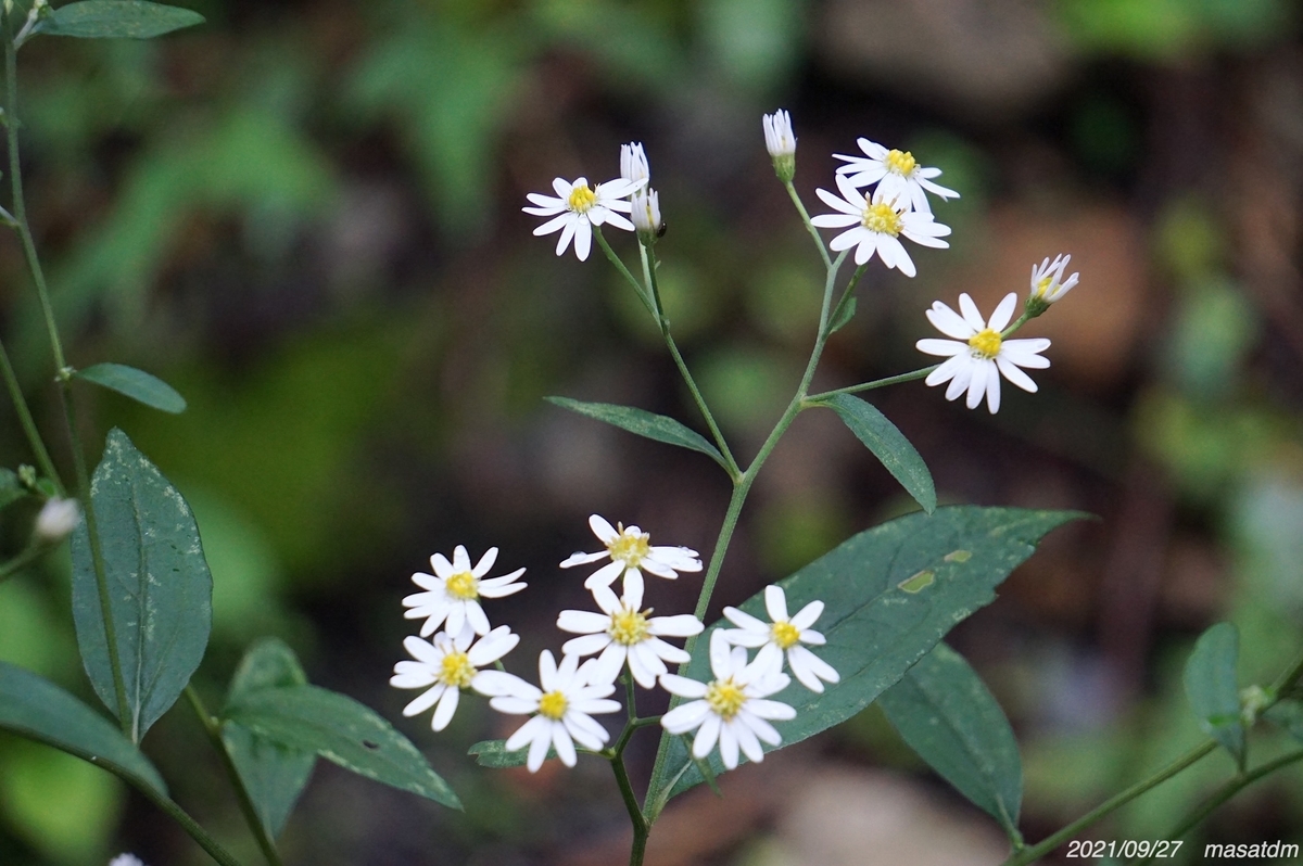 f:id:masatdm1951:20210927203051j:plain