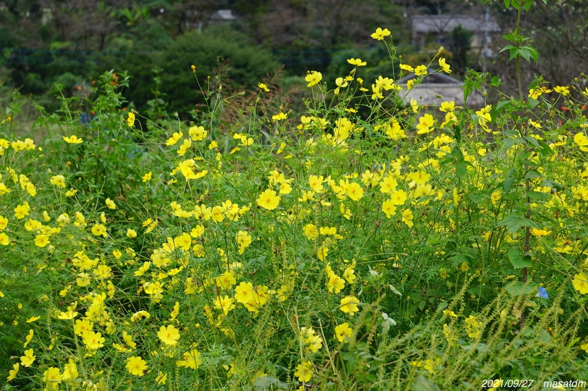 f:id:masatdm1951:20210927203227j:plain