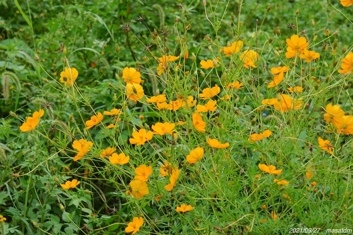 f:id:masatdm1951:20210927203232j:plain