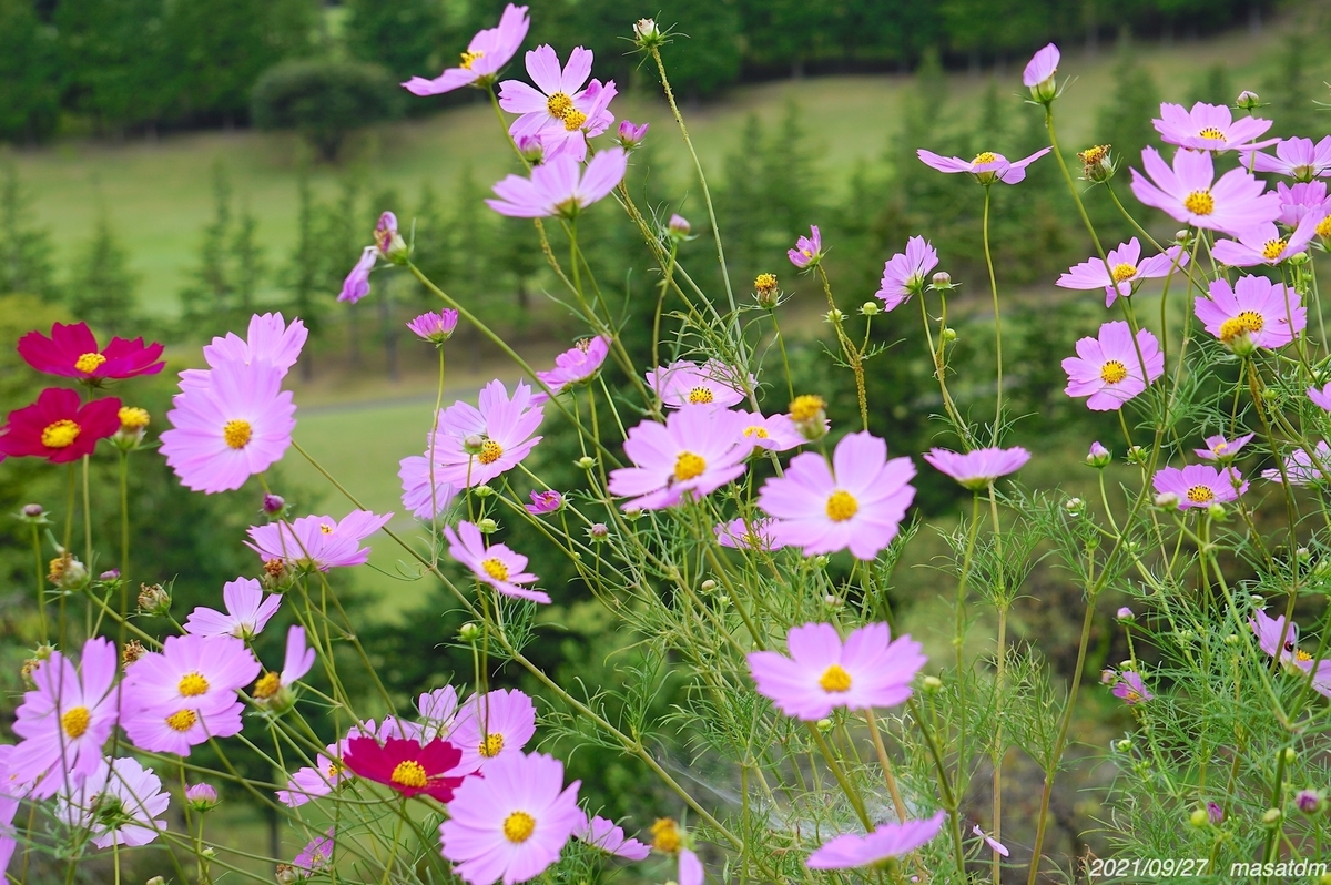 f:id:masatdm1951:20210927204549j:plain