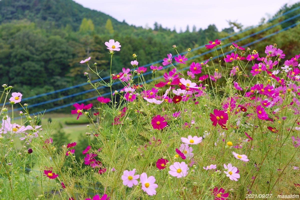 f:id:masatdm1951:20210927204606j:plain